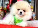 Dünya Tatlısı Show Kalite Pomeranian Boo Yavrular 