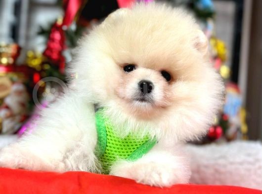 Dünya Tatlısı Show Kalite Pomeranian Boo Yavrular  görsel