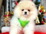 Dünya Tatlısı Show Kalite Pomeranian Boo Yavrular 