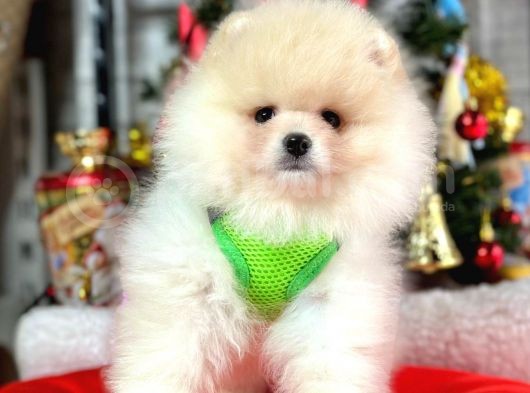 Dünya Tatlısı Show Kalite Pomeranian Boo Yavrular  görsel