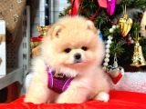 Dünya Tatlısı 8 Haftalık Pomeranian Boo Yavrularımız
