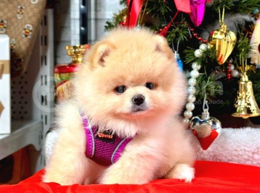 Dünya Tatlısı 8 Haftalık Pomeranian Boo Yavrularımız