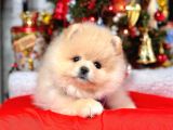 Dünya Tatlısı 8 Haftalık Pomeranian Boo Yavrularımız