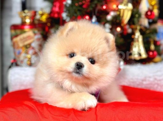 Dünya Tatlısı 8 Haftalık Pomeranian Boo Yavrularımız görsel