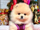 Dünya Tatlısı 8 Haftalık Pomeranian Boo Yavrularımız