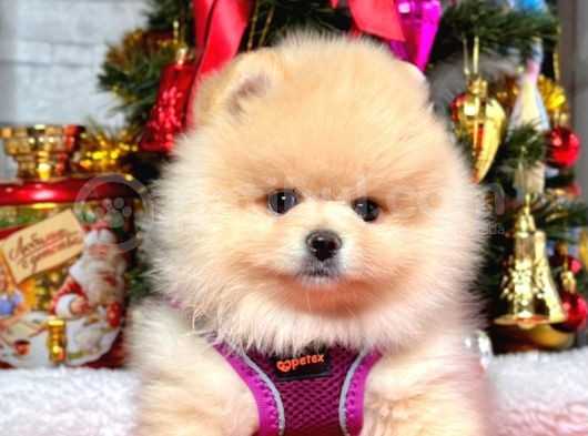 Dünya Tatlısı 8 Haftalık Pomeranian Boo Yavrularımız görsel