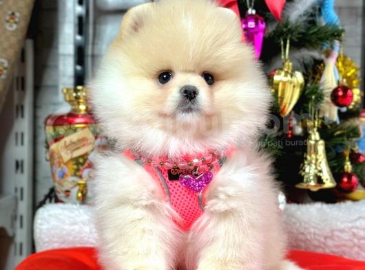 Dünya Tatlısı 8 Haftalık Pomeranian Boo Yavrularımız görsel