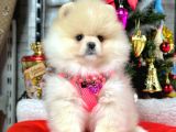 Irk Ve Sağlık Garantili Pomeranian Boo Yavrularımız