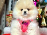 Irk Ve Sağlık Garantili Pomeranian Boo Yavrularımız