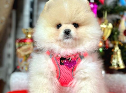 Irk Ve Sağlık Garantili Pomeranian Boo Yavrularımız görsel