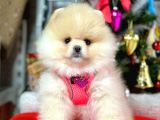 Irk Ve Sağlık Garantili Pomeranian Boo Yavrularımız
