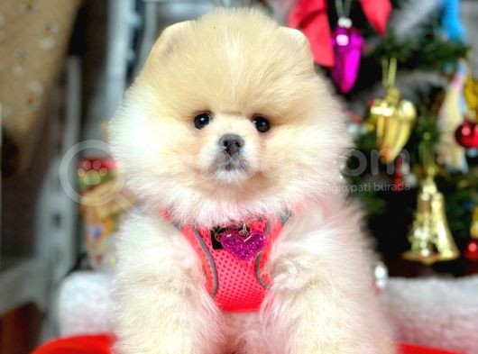 Irk Ve Sağlık Garantili Pomeranian Boo Yavrularımız görsel