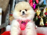 Irk Ve Sağlık Garantili Pomeranian Boo Yavrularımız