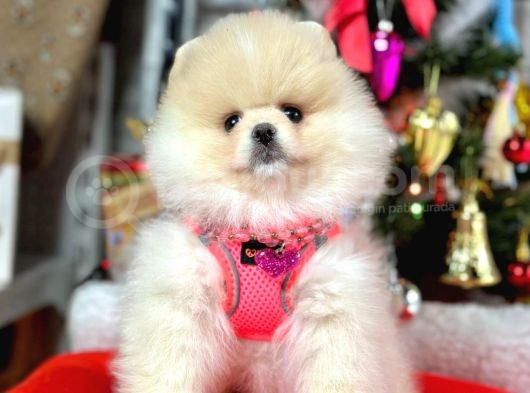 Irk Ve Sağlık Garantili Pomeranian Boo Yavrularımız görsel