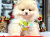 Ayıcık Surat Güzel Yavrularımız Pomeranian Boo