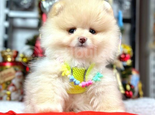 Ayıcık Surat Güzel Yavrularımız Pomeranian Boo