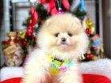 Ayıcık Surat Güzel Yavrularımız Pomeranian Boo