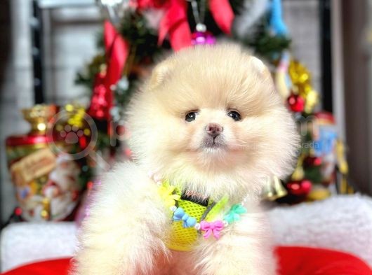 Ayıcık Surat Güzel Yavrularımız Pomeranian Boo görsel