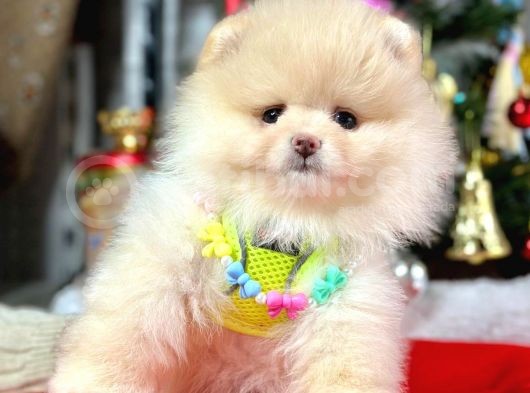 Ayıcık Surat Güzel Yavrularımız Pomeranian Boo görsel