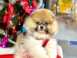 Mikrocipli 2 Aylık Erkek Ve Dişi Pomeranian Boo Teddy Face