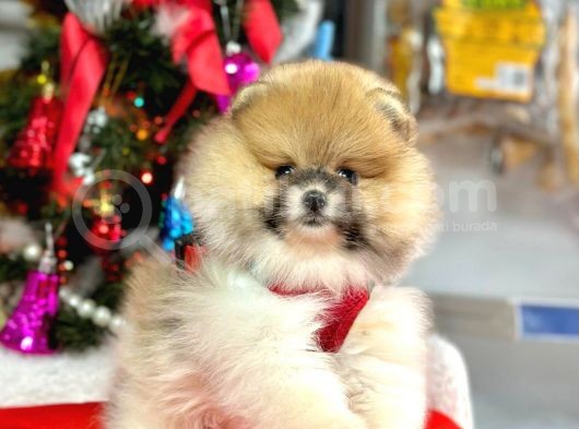 Mikrocipli 2 Aylık Erkek ve Dişi Pomeranian Boo Teddy Face