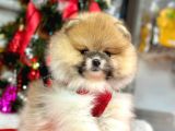 Mikrocipli 2 Aylık Erkek Ve Dişi Pomeranian Boo Teddy Face