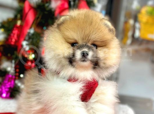 Mikrocipli 2 Aylık Erkek Ve Dişi Pomeranian Boo Teddy Face görsel