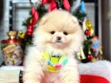 Ayıcık Surat Güzel Yavrularımız Pomeranian Boo