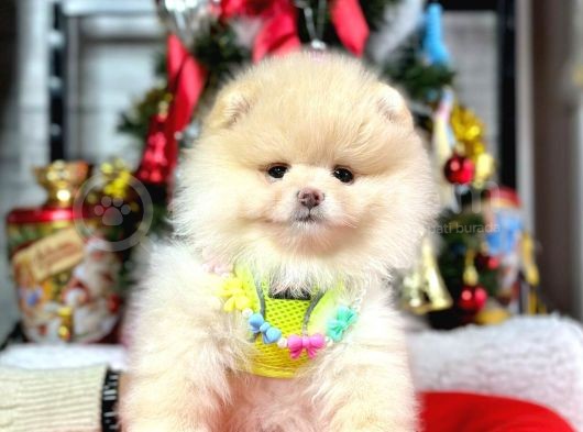 Ayıcık Surat Güzel Yavrularımız Pomeranian Boo görsel
