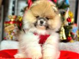 Mikrocipli 2 Aylık Erkek Ve Dişi Pomeranian Boo Teddy Face