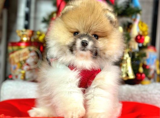 Mikrocipli 2 Aylık Erkek Ve Dişi Pomeranian Boo Teddy Face görsel