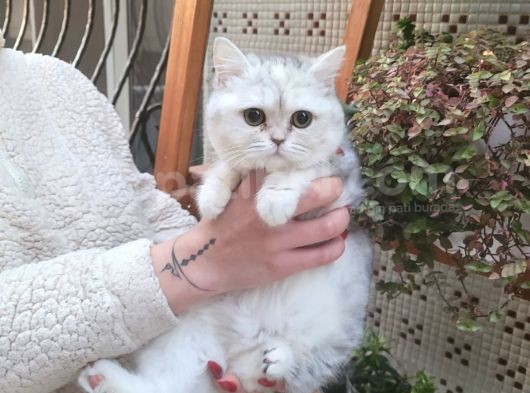 Irkının Nadir Bulunan Özelliklerini Taşıyan Kızımız görsel