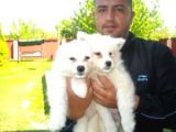 Saf-kan Samoyed  Yavruları Burkem,den