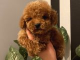 Sağlık Ve Irk Garantili Poodle Bebekler