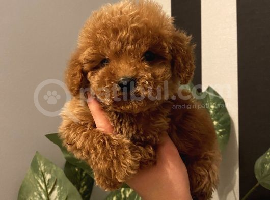Sağlık Ve Irk Garantili Poodle Bebekler görsel