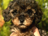 Phantom Toy Poodle