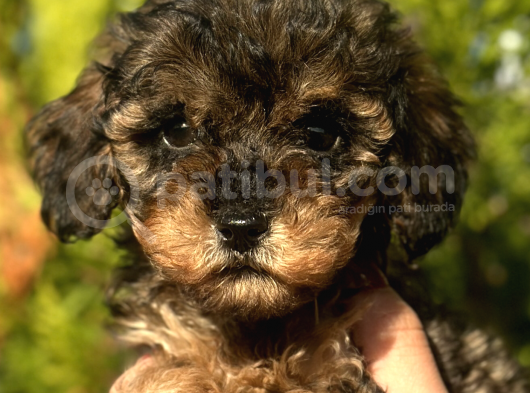 Phantom Toy Poodle görsel