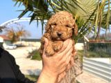 Mükemmel Kalitede Renk Renk Toy Poodle Yavrularımız