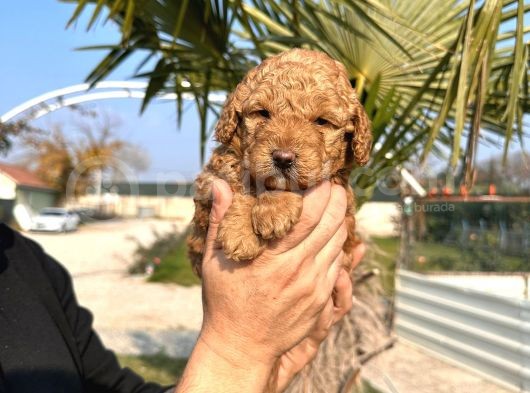 Mükemmel Kalitede Renk Renk Toy Poodle Yavrularımız görsel