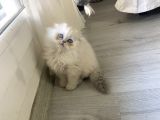 Scotish Blue Point Longhair