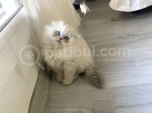 Scotish Blue Point Longhair görsel