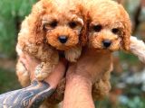 Fawn Renk Toy Poodle