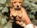 Birbirinden Güzel Xs Maltıpoo Yavrularımız