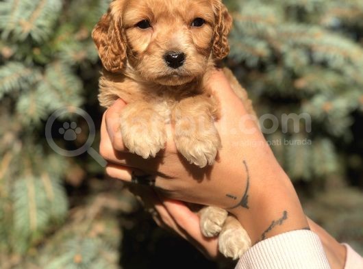 Birbirinden Güzel Xs Maltıpoo Yavrularımız görsel