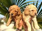 Mükemmel Kalitede Renk Renk Toy Poodle Yavrularımız