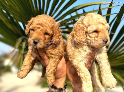Mükemmel Kalitede Renk Renk Toy Poodle Yavrularımız görsel