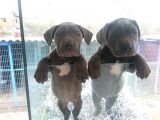 Saf-Kan Cane Corso  Yavruları Burkem,Den