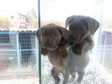 Saf-Kan Cane Corso  Yavruları Burkem,Den