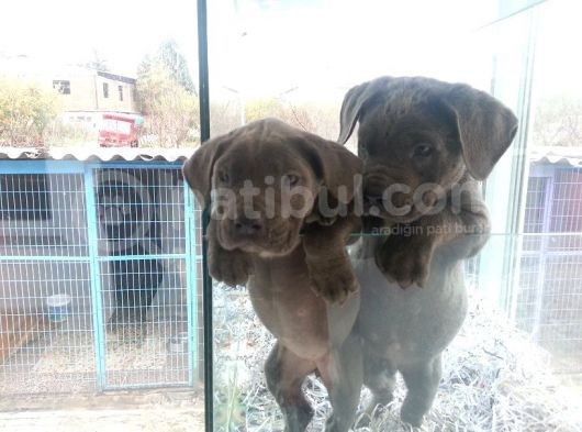 Saf-Kan Cane Corso  Yavruları Burkem,Den görsel