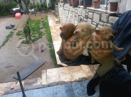Saf-Kan Toy Poodle Yavruları Burkem,Den görsel